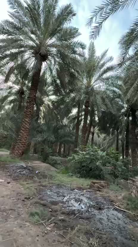 Videos