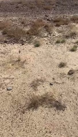Videos