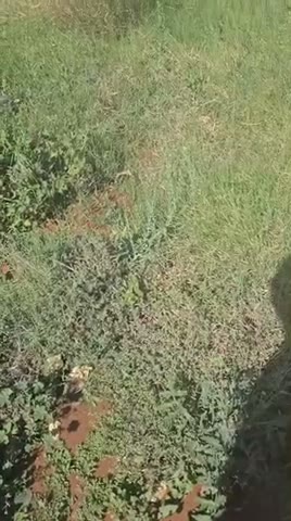 Videos