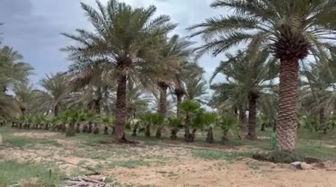Videos