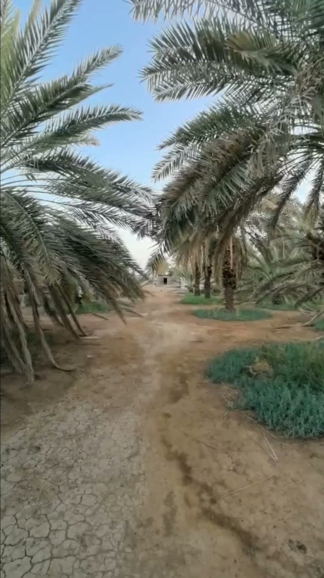 Videos