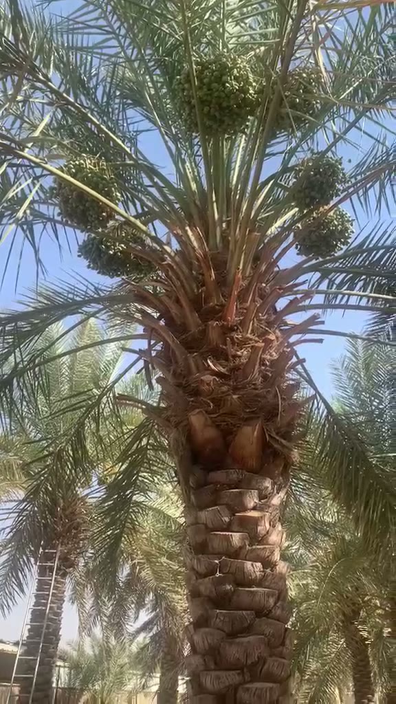  الفيديوهات