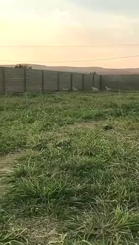 Videos