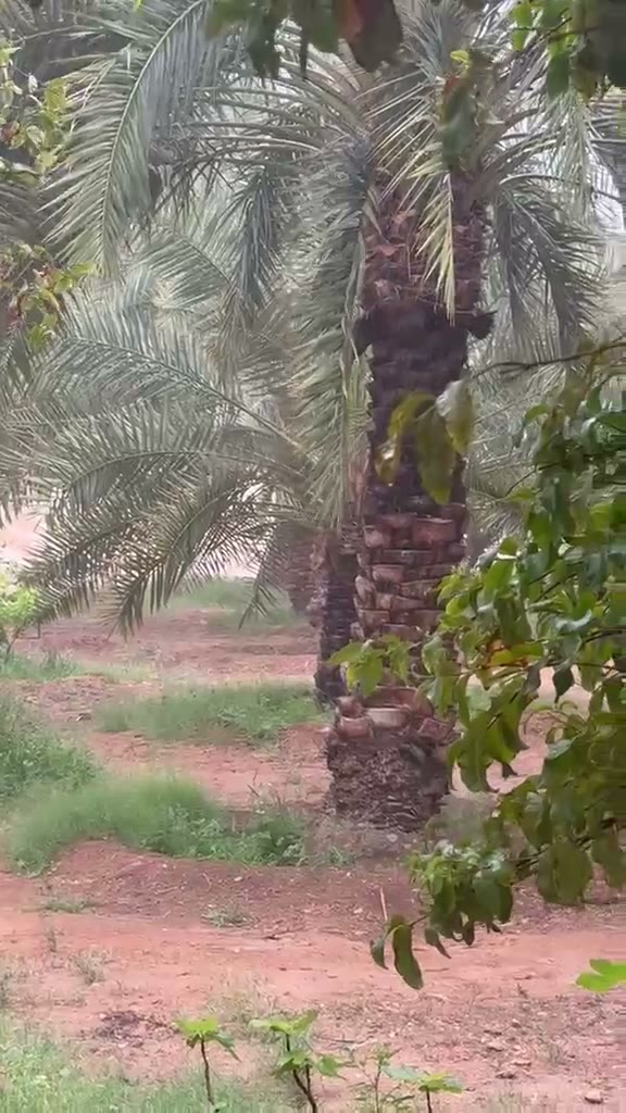  الفيديوهات