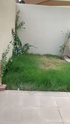 Videos
