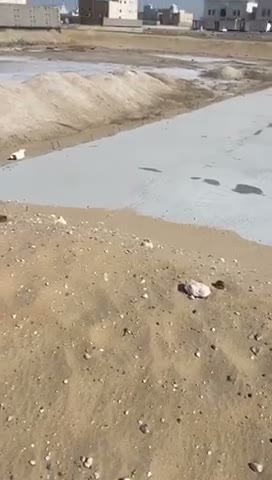 Videos
