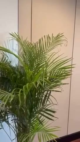 Videos