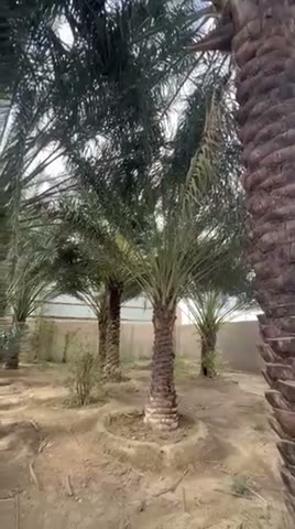  الفيديوهات