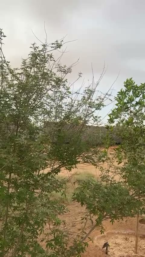 Videos