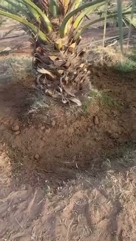 Videos